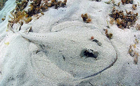 Trygonorrhina fasciata Müller & Henle, 1841